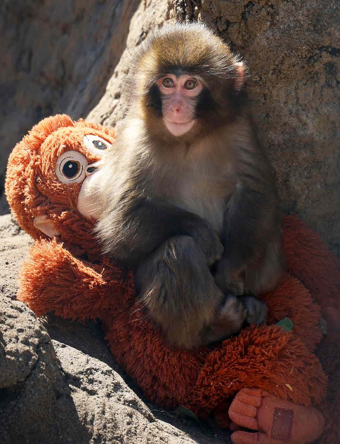 Punch The Monkey Viral Comfort Orangutan (66cm)