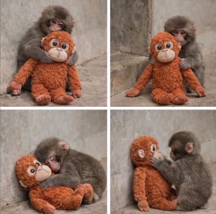 Punch The Monkey Viral Comfort Orangutan (66cm)
